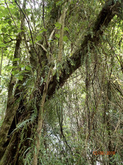 Metrosideros colensoi