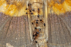 Monomorium floricola