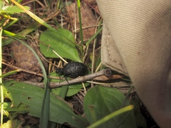 Meloe rugosus