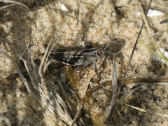 Eyprepocnemis plorans