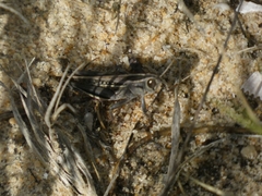 Eyprepocnemis plorans