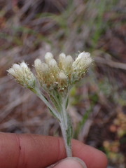 Antennaria howellii