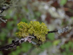 Vulpicida canadensis