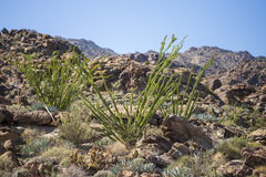 Fouquieria splendens splendens