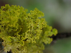 Vulpicida canadensis