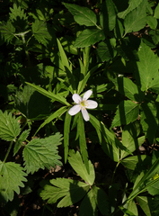 Anemonoides caerulea