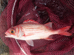 Sargocentron punctatissimum