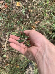 Sida rhombifolia