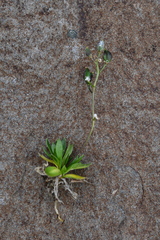 Draba fladnizensis