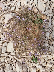 Limonium cancellatum