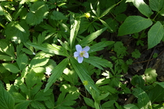 Anemonoides caerulea