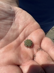 Echinoidea