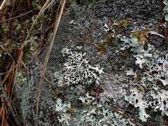 Hypogymnia tubulosa