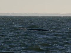 Balaenoptera