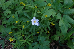 Anemonoides caerulea