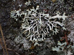 Hypogymnia tubulosa