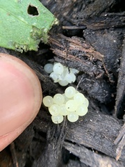 Blaniulus guttulatus