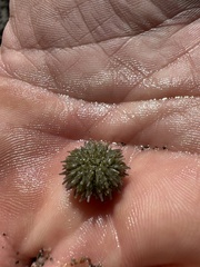Echinoidea