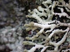 Hypogymnia tubulosa