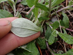 Antennaria howellii