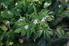 Anemonoides caerulea