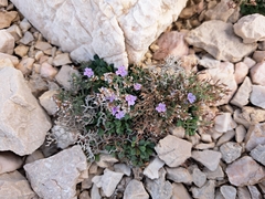 Limonium cancellatum