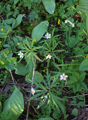 Anemonoides caerulea