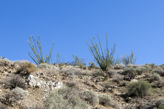 Fouquieria splendens splendens