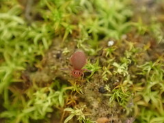 Dicyrtomidae