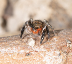 Euophrys rufibarbis