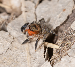 Euophrys rufibarbis