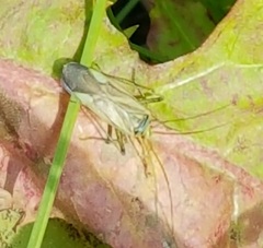 Adelphocoris lineolatus