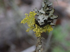 Vulpicida canadensis