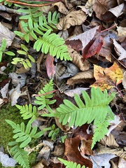Polypodium appalachianum