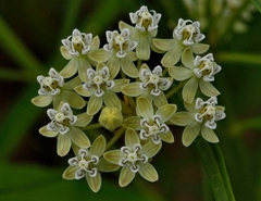 Asclepias subverticillata