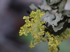 Vulpicida canadensis