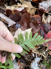 Polypodium appalachianum