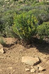 Euryops lateriflorus