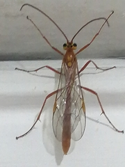 Ichneumonidae