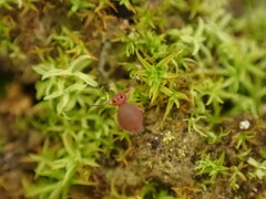 Dicyrtomidae