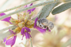 Anthophora hololeuca