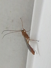 Ichneumonidae