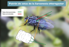 Sarconesiopsis magellanica