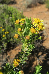 Euryops lateriflorus
