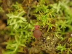 Dicyrtomidae