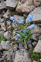 Myosotis asiatica