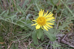 Pentanema britannica