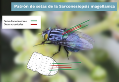 Sarconesiopsis magellanica