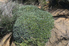 Euphorbia loricata
