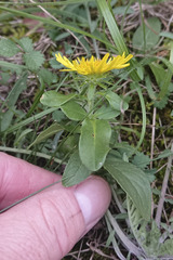 Pentanema britannica